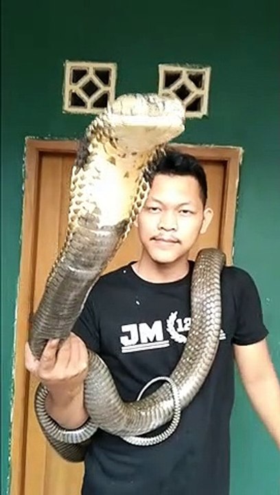 king cobra