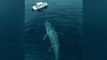 O maior animal do mundo, A baleia-azul