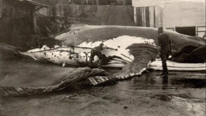 A trágica história das baleias-azuis
