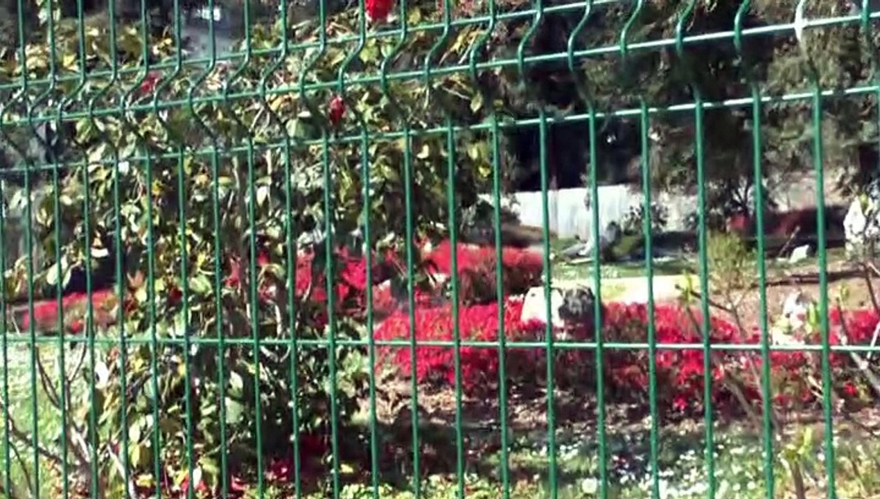 LES PROMENADES DE MICHOU64 W-D.D. - 3 AVRIL 2021 - PAU - DU JARDIN DE KOFU AU NOUVEAU JARDIN DU MUSÉE DES BEAUX ARTS