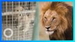 Kebun Binatang China Letakkan Golden Retriever di Kandang Singa - TomoNews