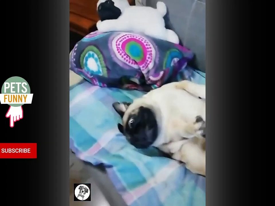 Pug  Video funny pet video
