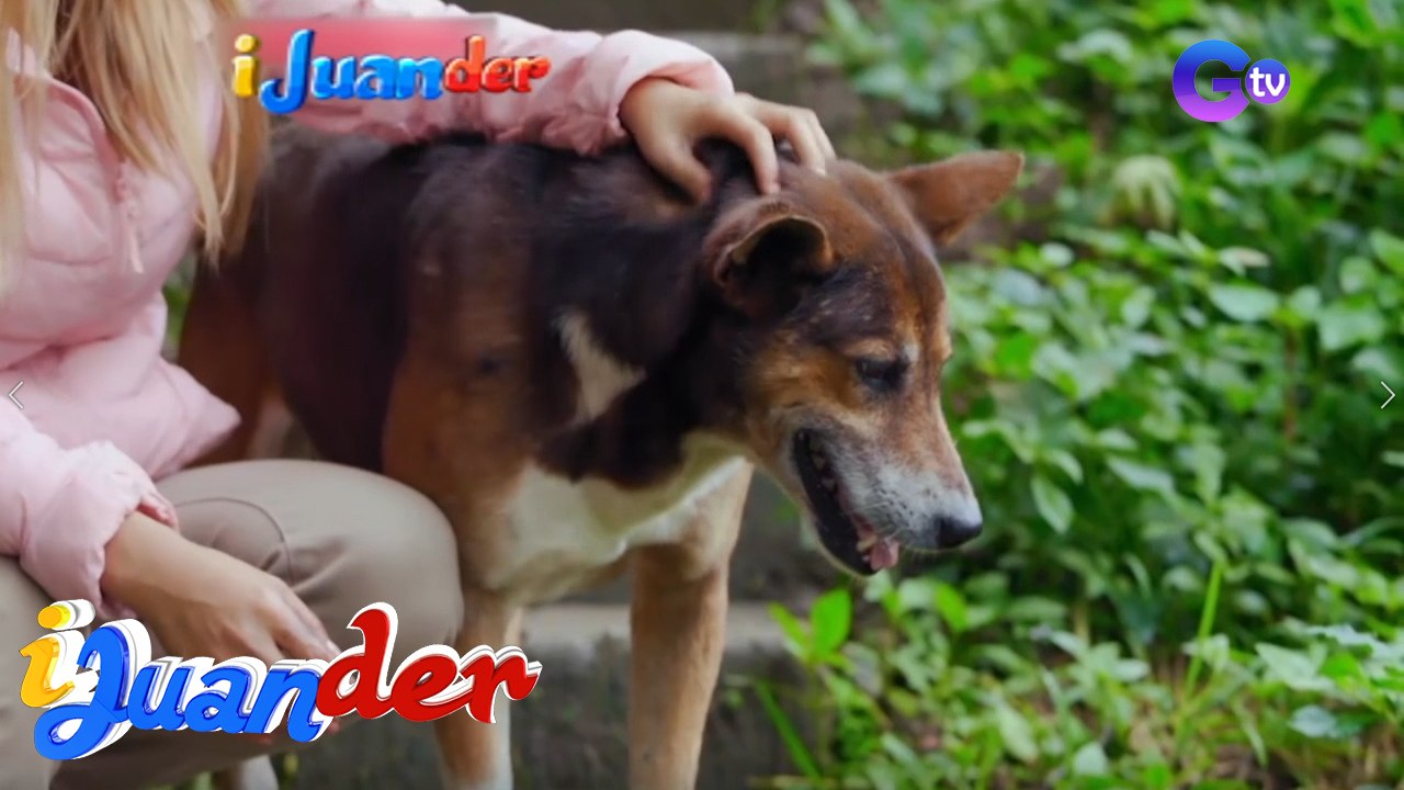 iJuander: Dog tour guide