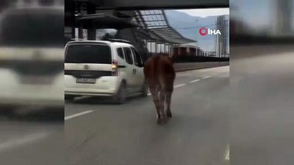 İpini koparan boğa araçların arasında 10 km koşturdu