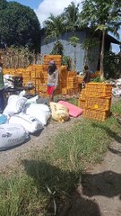 this how they grain the corn