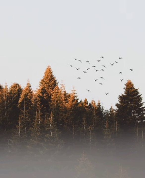 Relaxing music peace of mind