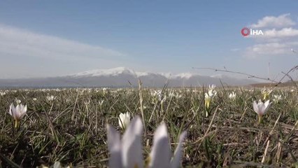 Son dakika haberi | Van'da kardelenler çiçek açtı