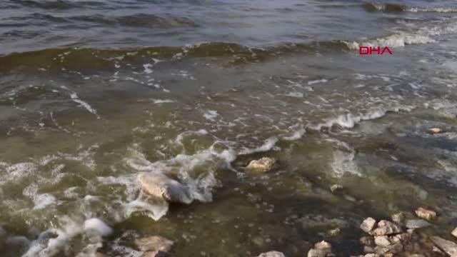 Son dakika haberi | BURDUR YEŞİL ALG PATLAMASI BURDUR GÖLÜ'NDE SU RENGİNİ DEĞİŞTİRDİ