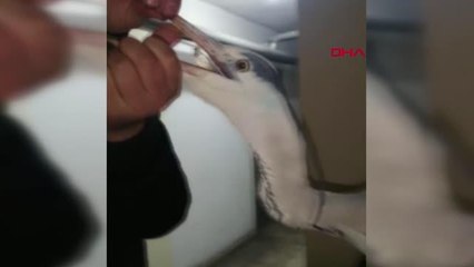 YARALI BALIKÇIL KUŞU, TEDAVİYE ALINDI