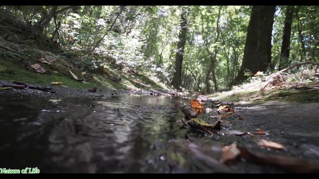 Relaxation Piano-Nature Beautiful Music-Music Study-Sleep Music- Nature of Life