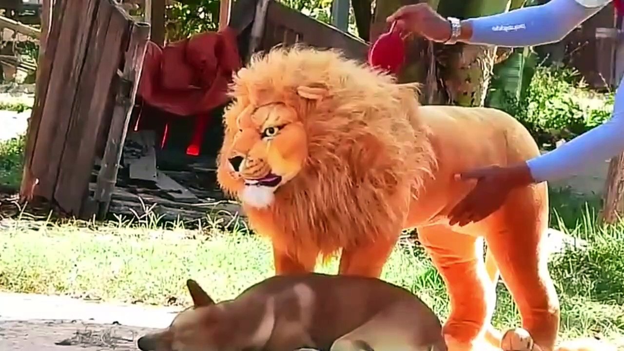Funny animal video