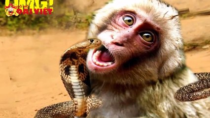 Mơ thấy khỉ con gì có tỉ lệ trúng cao nhất