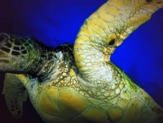 Baby Einstein S01E04 - Baby Dolittle World Animals (2)
