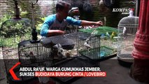 Budidaya Lovebird, Burung Berwarna Indah dan Bersuara Unik, Harganya Puluhan Juta