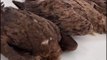 Afyon'da nesli tehlike altındaki kara akbaba ölümleri: Doğaya bırakılan zehirli etlerden olduğu düşünülüyor