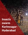 Thousands of insects swarm Karimnagar-Hyderabad highway, visibility affected