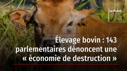 Élevage bovin : 143 parlementaires dénoncent une « économie de destruction »