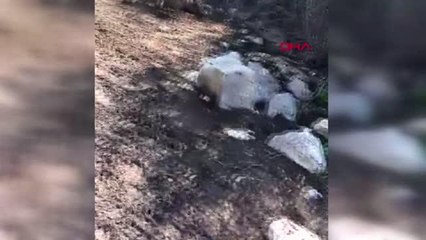 MERSİN BAŞIBOŞ KÖPEKLER, ÜÇ KOYUNU TELEF ETTİ