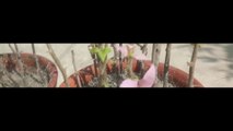 How to grow bougainvillea from cuttings | bougainvillea propagation