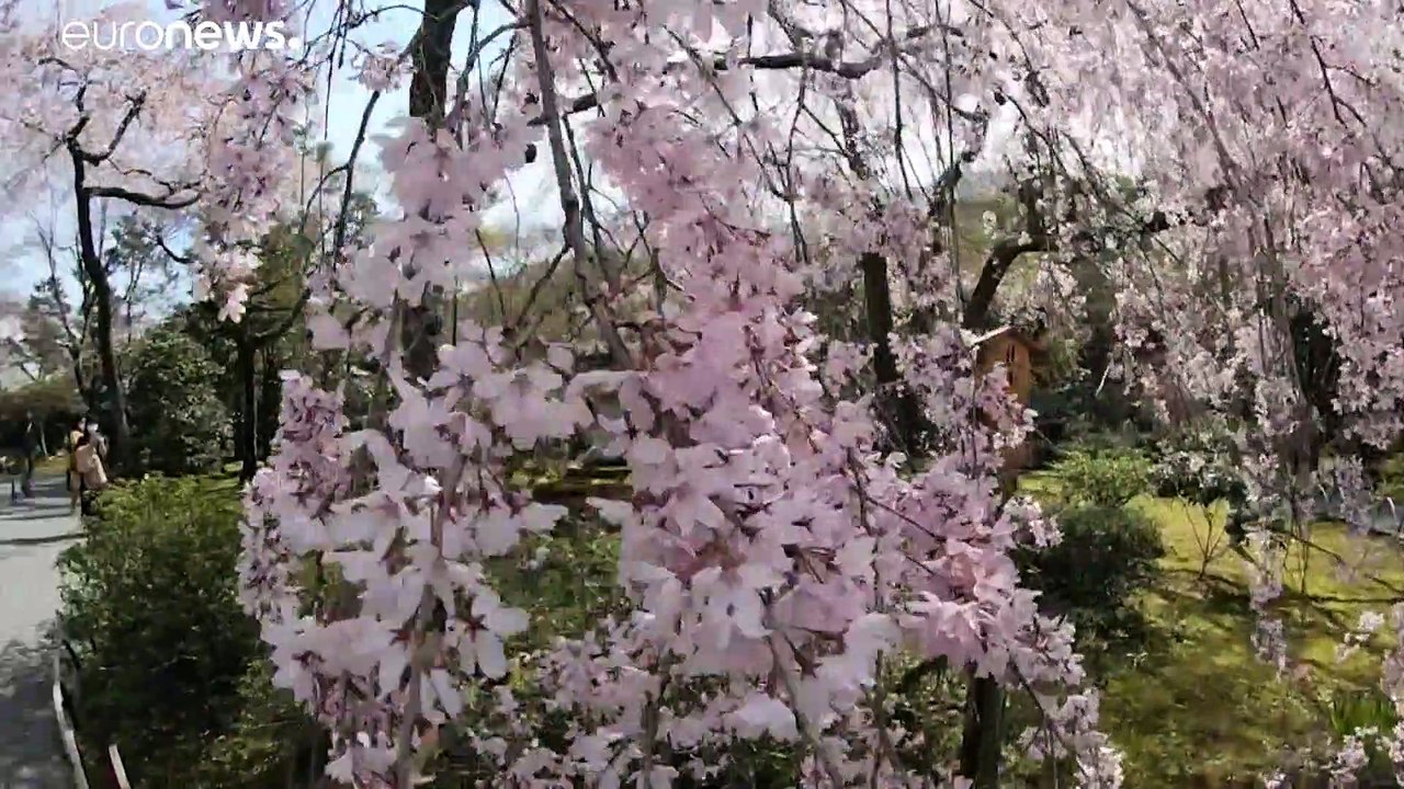 Японская сакура зацвела раньше из-за потепления климата