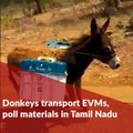 Donkeys carry EVMs and other poll materials to Kathirimalai village in Tamil Nadu