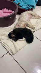 Macaquinho 'Chico' se recupera bem e já come sozinho, em clínica veterinária 1/3