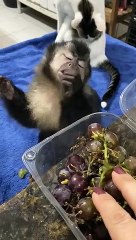 Macaquinho 'Chico' se recupera bem e já come sozinho, em clínica veterinária 3/3