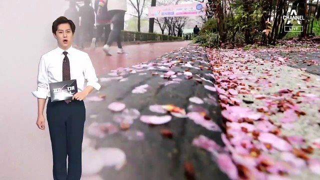 [팩트맨]벚꽃은 제주도가 원산지?