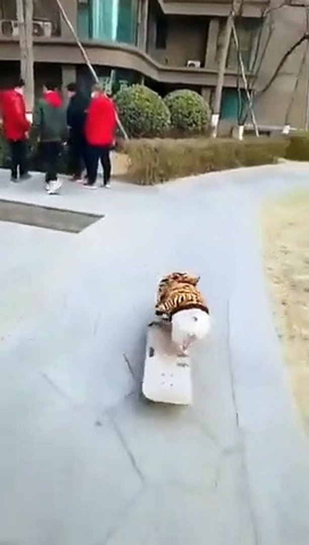 Best videos, Top videos, Viral videos Funny videos no. 28