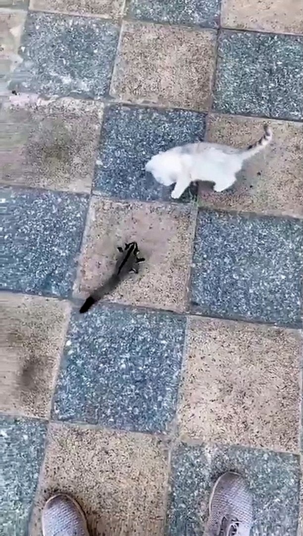 Best videos, Top videos, Viral videos Funny videos no. 30