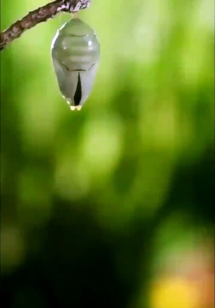 Best videos, Top videos, Viral videos Funny videos no. 31