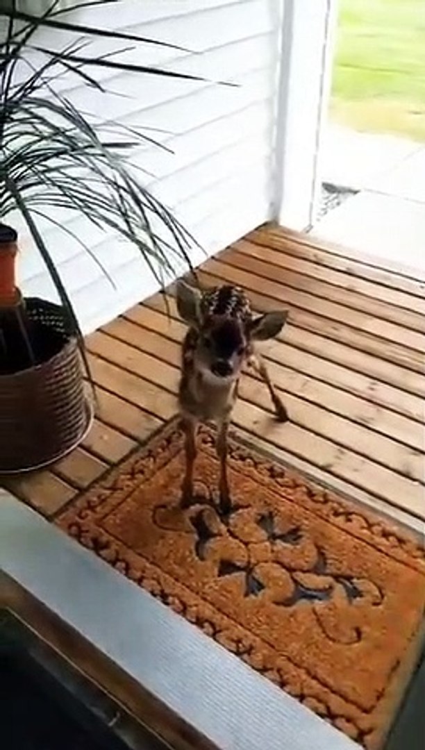 Best videos, Top videos, Viral videos Funny videos no. 32