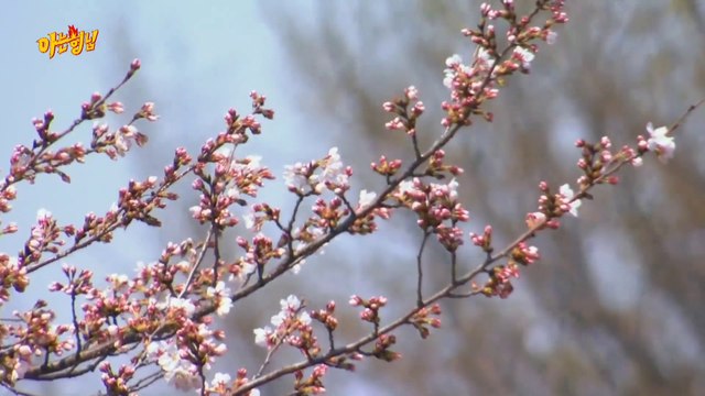 Ep 274 : Children Song, Perfect nicknames