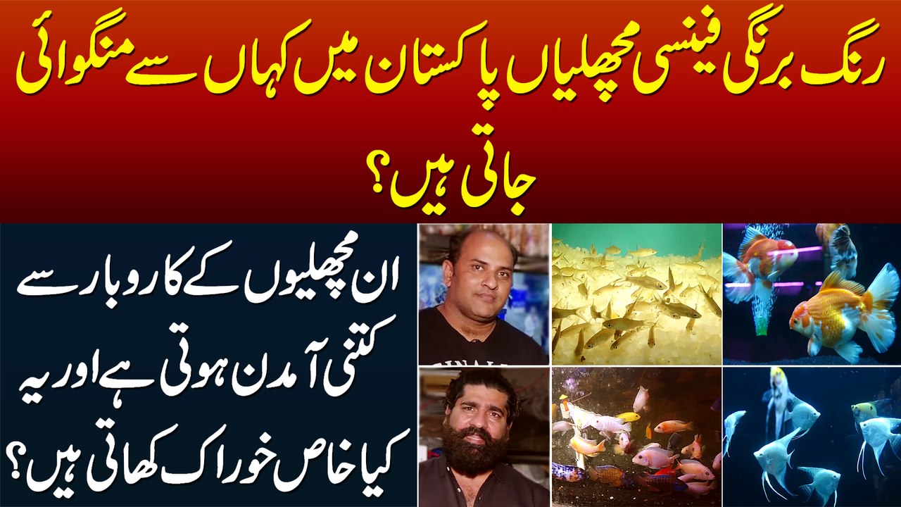Fancy Imported Fish Kaha Se Ati Hain? In Ke Bus...