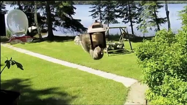 Squirrel Spinning on Bird Feeder