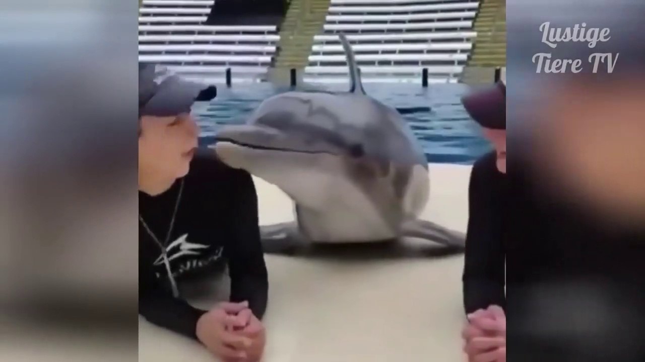 OMG Super Cute ♡ Best Funny Cats and Dogs Compilation