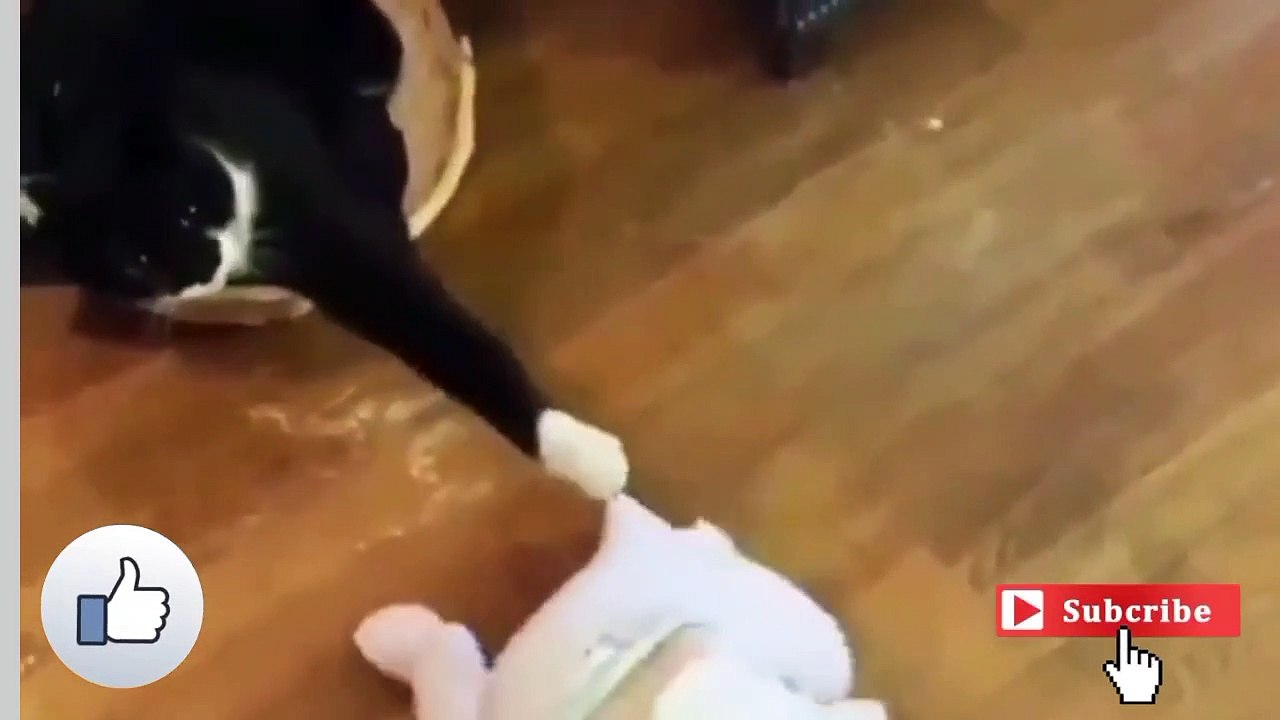 cat goat and funny kids are Playing Naughty kids funny Video