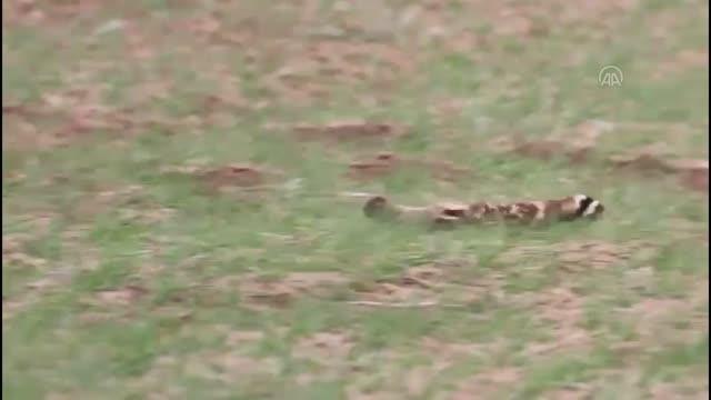 Nesli tükenme tehlikesi altındaki alaca sansar Kütahya'da görüldü