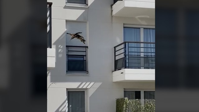 Cruauté envers les animaux : puni par son maître, Woodie chute du 3e étage