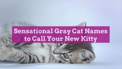 Sensational Gray Cat Names to Call Your New Kitty