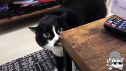 Télécharger la video: Cats talking  these cats can speak english better than hooman, Funny Cat Video Will Make You Laugn for Hours! New Videos 2021