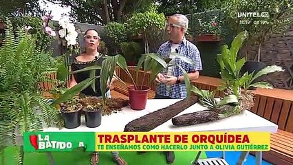 Aprendemos cómo trasplantar una Orquídea