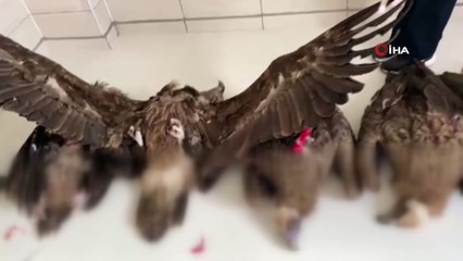 Afyonkarahisar’da akbaba katliamı