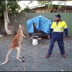 Kangaroo Boxing