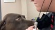 Dog Opens Woman's Mask When She Asks His Opinion on Coronavirus Pandemic