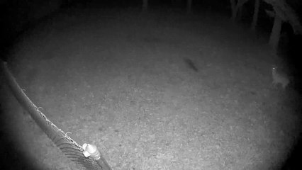 Raccoon and Deer Square up in Backyard