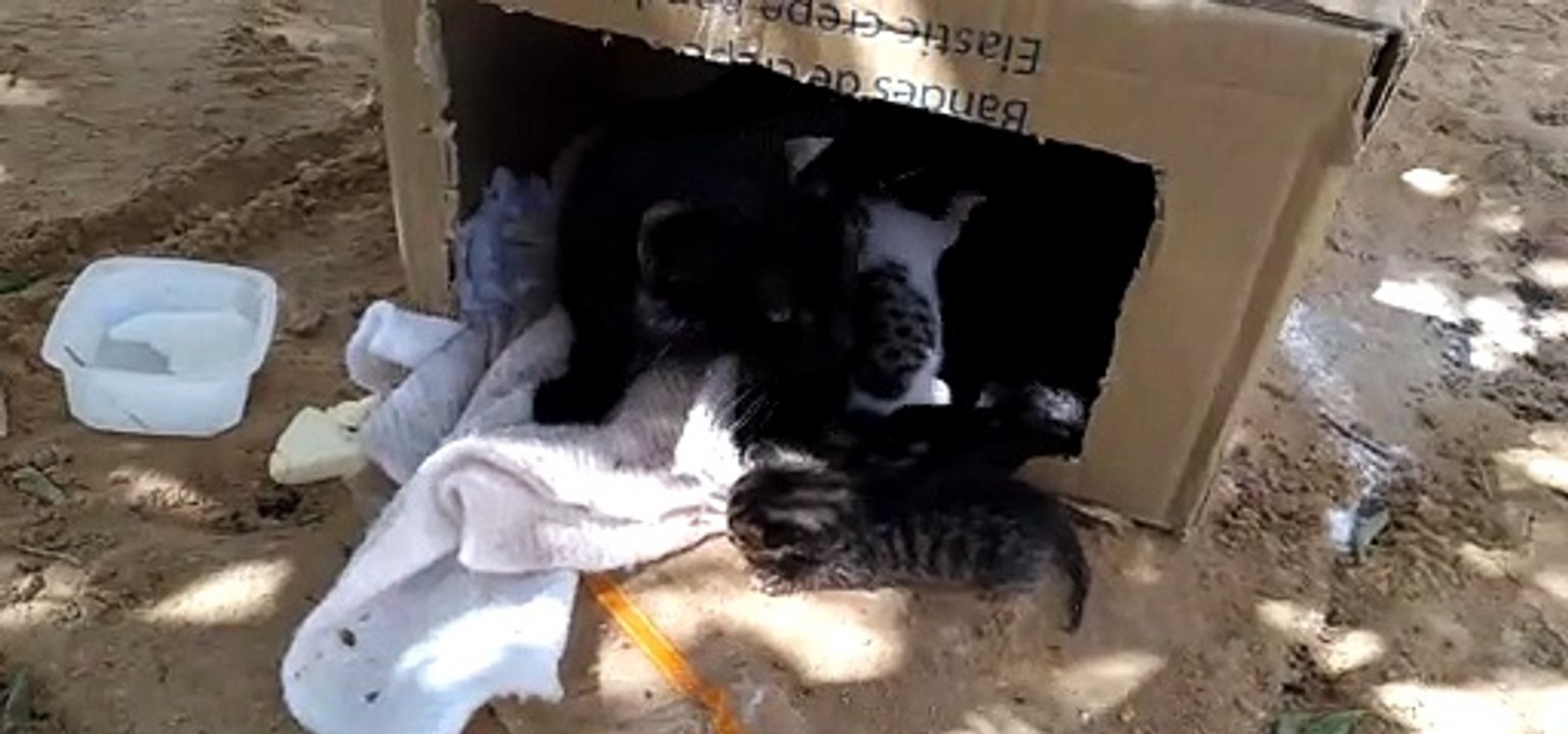 chatte avec ses petits