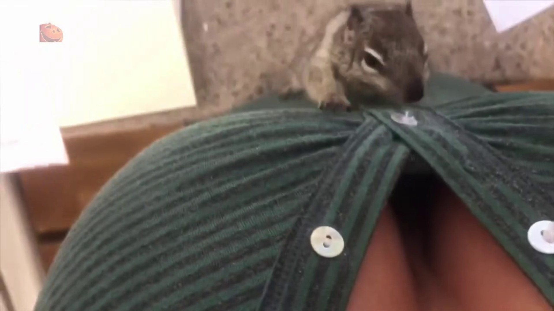 Best Funny Pets Videos - Fun Animals