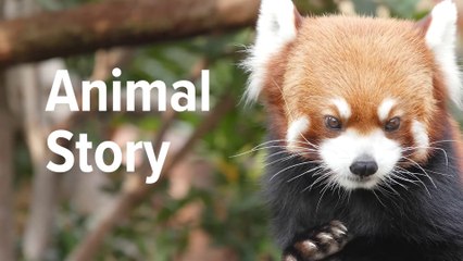 Le premier panda, le panda roux (Blablanimal #1)