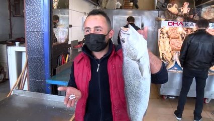 İZMİR BÖBREK HASTALIĞINA İYİ GELDİĞİ ÖNE SÜRÜLEN KAYA LEVREĞİ TAŞI İÇİN UZMANLAR UYARDI